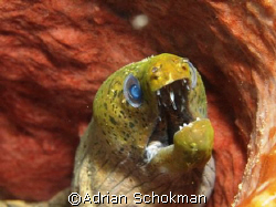 Moray Eel inside Sponge Coral. Taken at Redang Island wit... by Adrian Schokman 